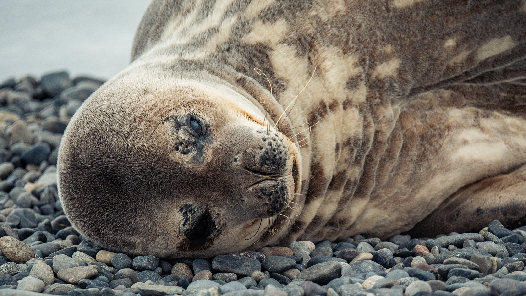 A seal resting on smooth rocks in Antarctica